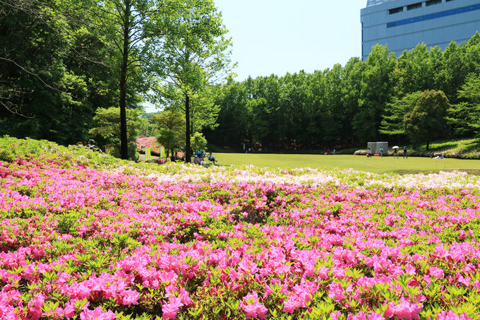 5万本超が咲く圧巻の景観 神奈川 あつぎつつじの丘公園 神奈川県 トラベルjp 旅行ガイド