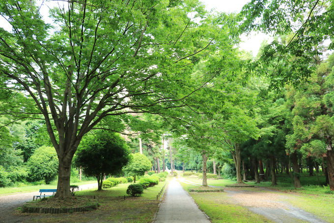 武蔵野の自然溢れる公園で花菖蒲を 埼玉県 智光山公園 埼玉県 トラベルjp 旅行ガイド