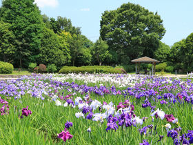 水無月園の花菖蒲が美しい！六月の「神奈川県立相模原公園」