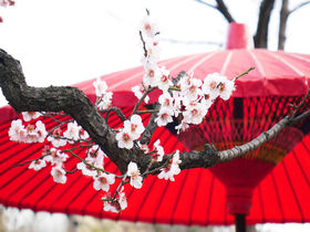 東京「向島百花園」で観梅！江戸町人の美意識を味わう早春散歩