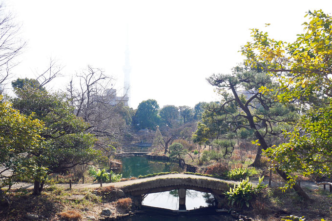 東京 向島百花園 で観梅 江戸町人の美意識を味わう早春散歩 東京都 トラベルjp 旅行ガイド