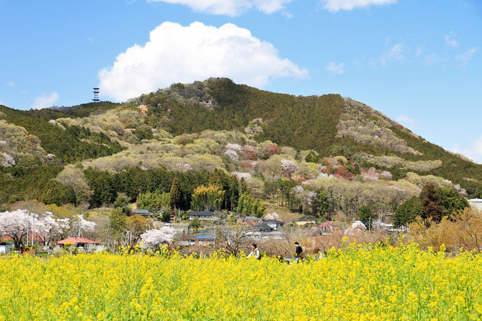 菜の花との競演や日和田山の景色も楽しもう