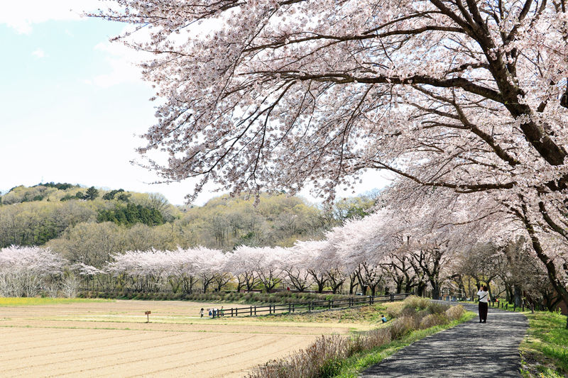 曲線を描く桜並木がきれい！埼玉「巾着田」は春景色もお勧め