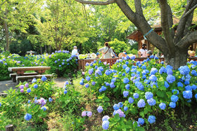 }AWTCI6͐_ސ쌧u͌avւ̋LTlC