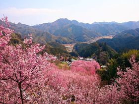 そうだ桑田山温泉行こう。高知“雪割り桜の里”の人気宿「和」