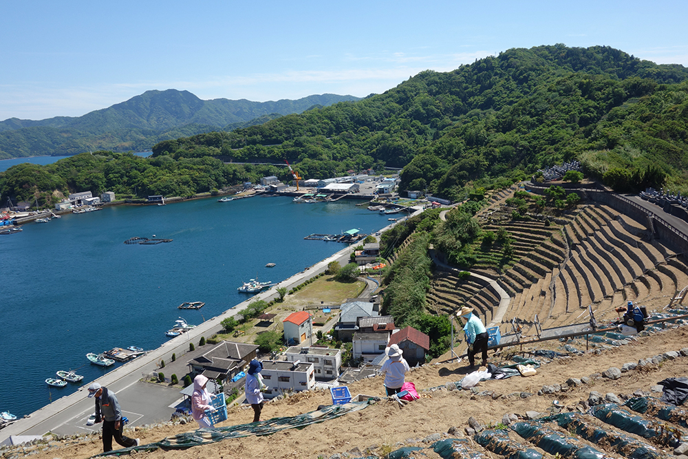 愛媛県の各自治体でも独自の観光支援策を実施(2)