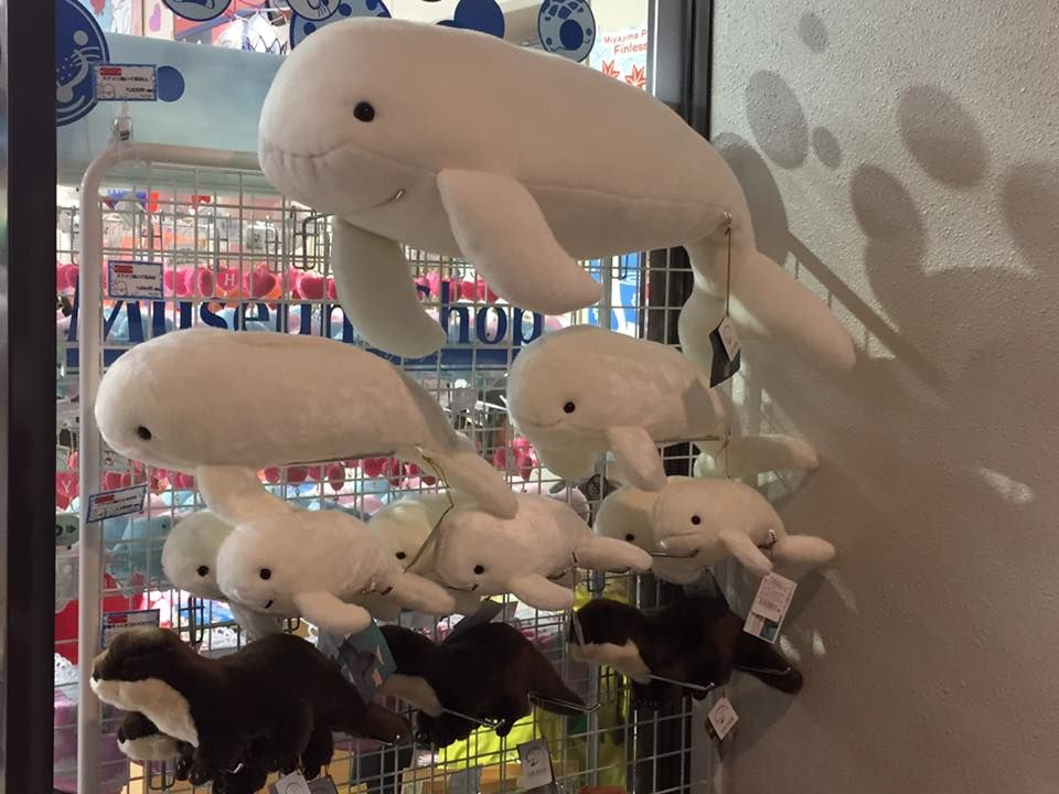 参拝帰りに遊べる 宮島水族館 みやじマリン の楽しみ方 広島県 トラベルjp 旅行ガイド