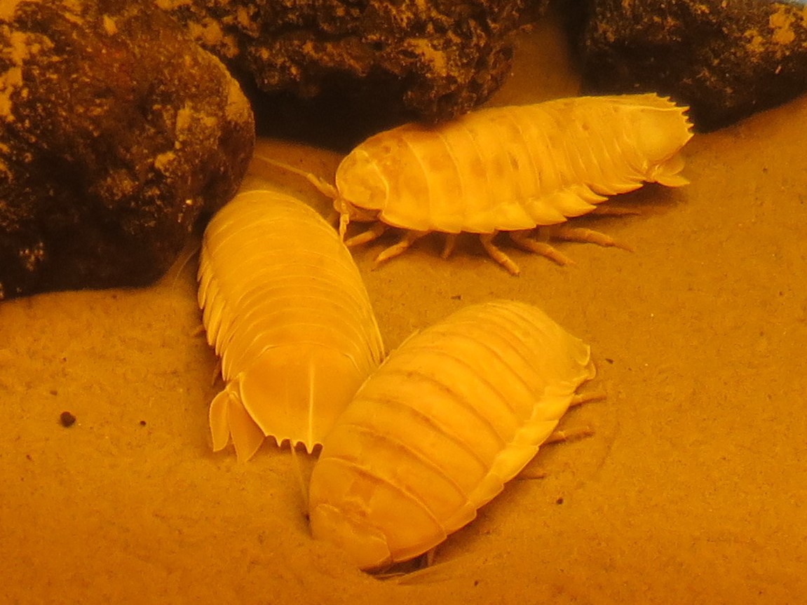 沼津港深海水族館は不思議な生物の宝庫！日本唯一シーラカンスも