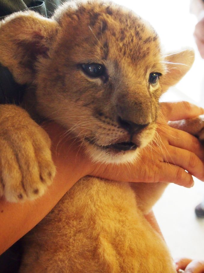 赤ちゃんライオンを抱っこするチャンスは9月1日まで！