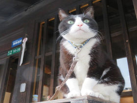『世界ネコ歩き』にも登場！広島県竹原で猫を満喫する映え旅だニャン