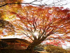 一日100人限定故の極上の日本庭園、京都「白龍園」
