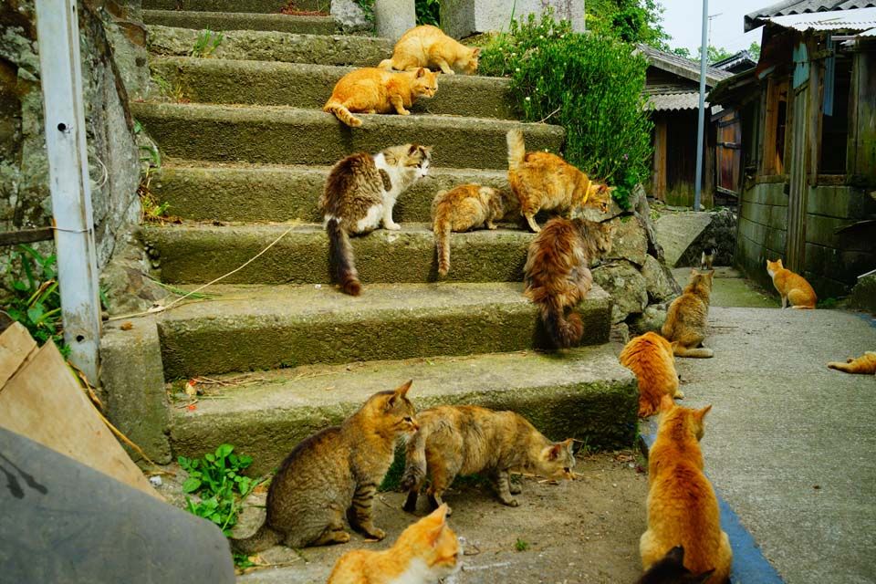 多くの猫たちに囲まれる猫好きの聖地、青島
