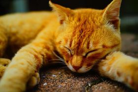 ELDW܂LD̐nAQu(L)v̋LTlC