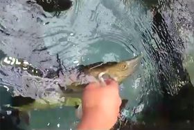 `EUwpNHX_ȑ̌IWÃT[Ȋwق̋LTlC