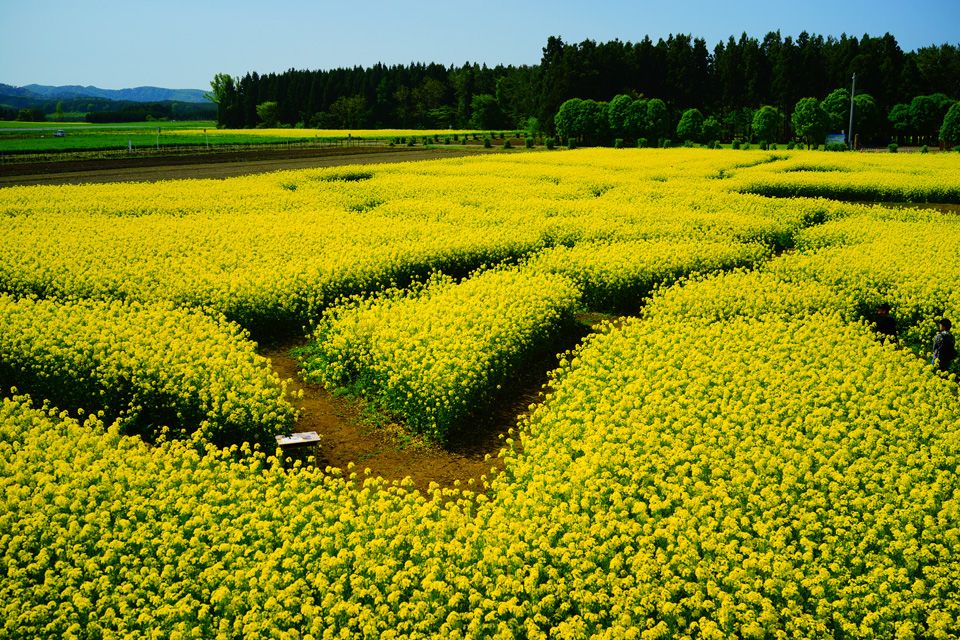 本州一の広さ 青森県横浜町の菜の花畑で春を満喫しよう 青森県 トラベルjp 旅行ガイド
