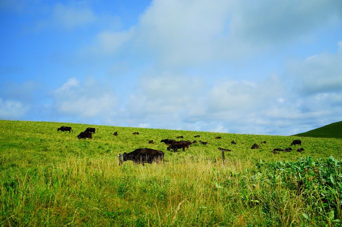 ^Ȃi𑶕Ɋy߂u@Ju˃tbgpXv