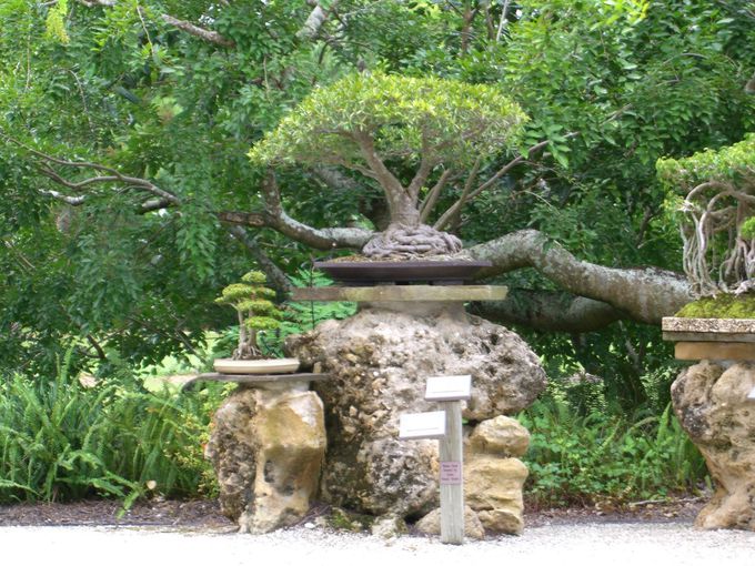 フロリダで大人気スポット 美しい日本庭園があるモリカミ博物館とは アメリカ Lineトラベルjp 旅行ガイド