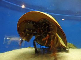 世界で唯一！岡山・笠岡市立カブトガニ博物館で驚異の生態にビックリ！