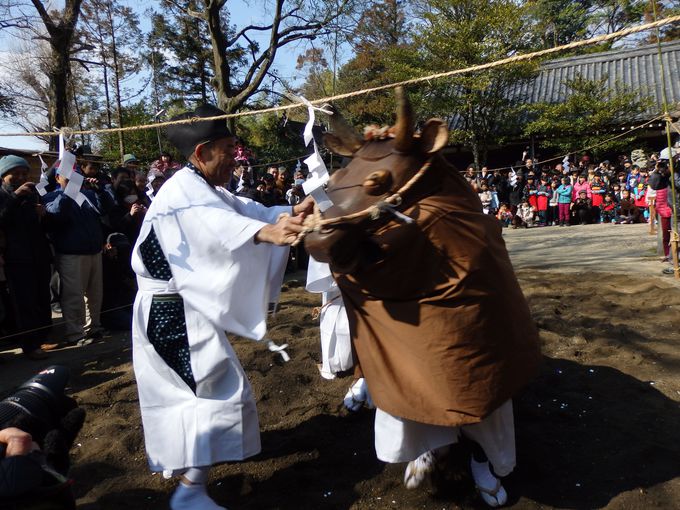 牛大暴れ！奈良・鏡作神社「御田祭」で五穀豊穣を祈願