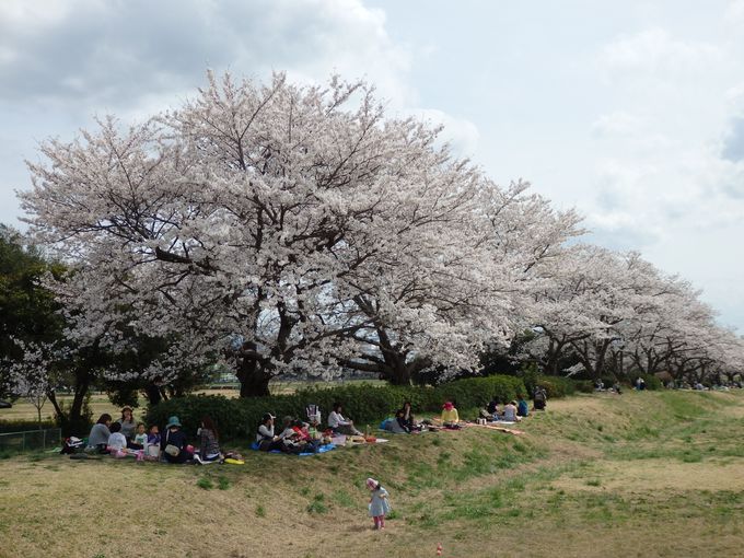 華やかな王朝世界との共演 奈良の世界遺産 平城宮跡の桜 奈良県 Lineトラベルjp 旅行ガイド