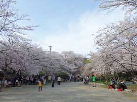 桜といえばやはりここ！福岡きってのお花見スポット・西公園