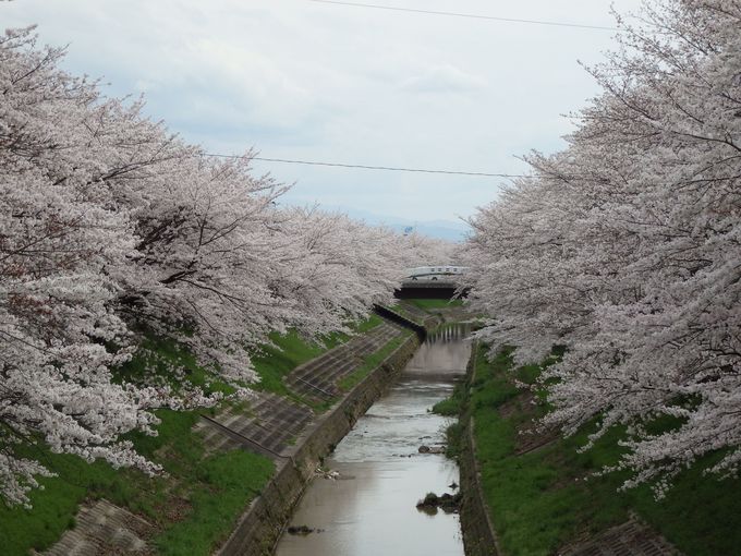 延々と続くその光景は圧巻 奈良市内を流れる佐保川の桜並木 奈良県 トラベルjp 旅行ガイド