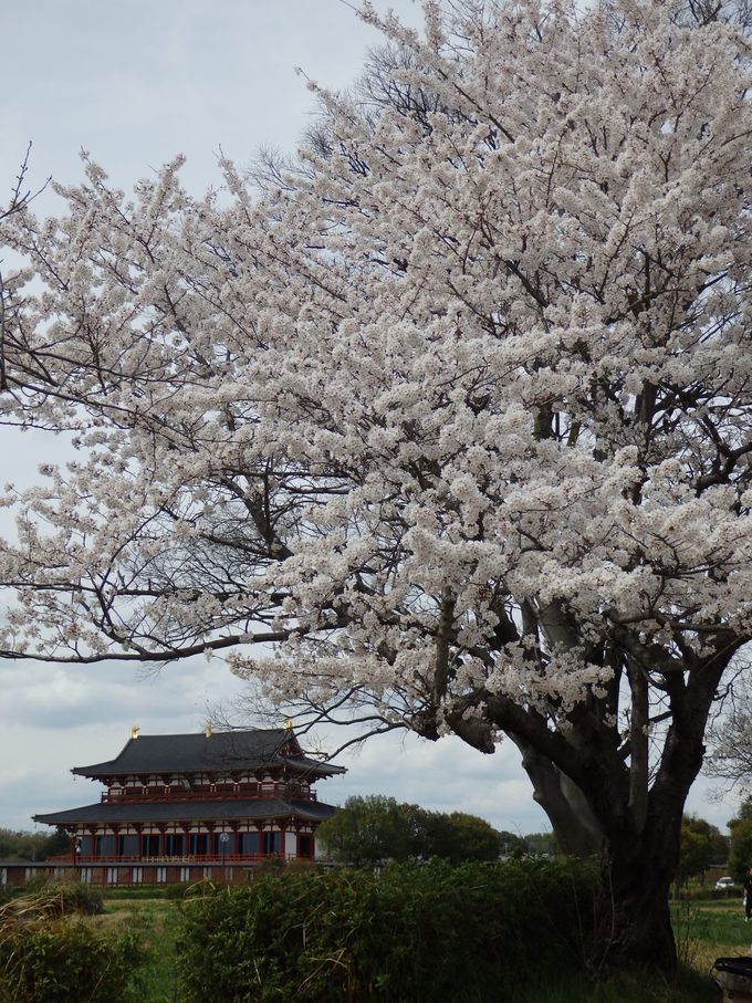 華やかな王朝世界との共演 奈良の世界遺産 平城宮跡の桜 奈良県 Lineトラベルjp 旅行ガイド