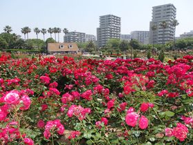 ゴージャスな薔薇で溢れる夢空間！千葉習志野市の谷津バラ園