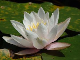 ��㏤�l�̐��ȐS�ӋC�I�a��s�v�ۑy�L�O���p�قŒ뉀�����\�̋L���T���l�C��