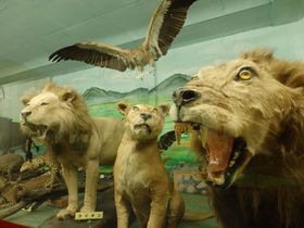 _̐l̕W{܂ŁIRu܎R̂ӂفv̋LTlC