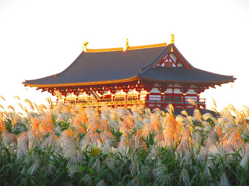 平城 オギの群生！奈良の世界遺産「平城宮跡」で秋の夕景を楽しむ | 奈良県