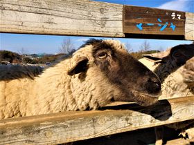 �����ɒn�r�[�����I��l���y�����I���{��s�u�n�[�x�X�g�̋u�v�̋L���T���l�C��