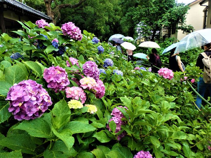 3500株！京都市内有数の紫陽花の名所