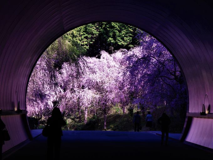 1．春の定番・桜はトンネルから。滋賀「MIHO MUSEUM」