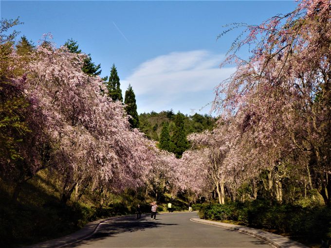 関西最後の春を堪能 滋賀県 Miho Museum の桜 滋賀県 Lineトラベルjp 旅行ガイド