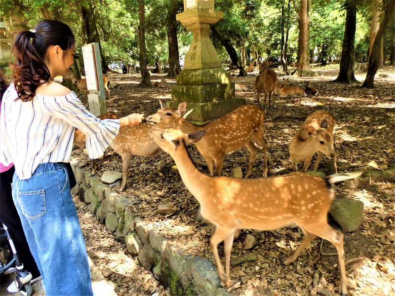 奈良公園のおすすめ観光スポット10選 古都の四季を堪能！