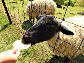 自然を満喫！動物と触れ合える奈良県山添村「めえめえ牧場」