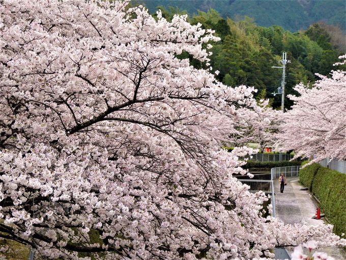 さすがは奈良！古墳も楽しめるお花見スポット「屋敷山公園」