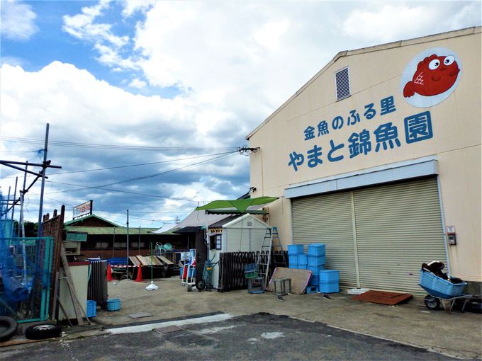 まさに金魚づくし 資料も揃う大和郡山市 郡山金魚資料館 奈良県 トラベルjp 旅行ガイド