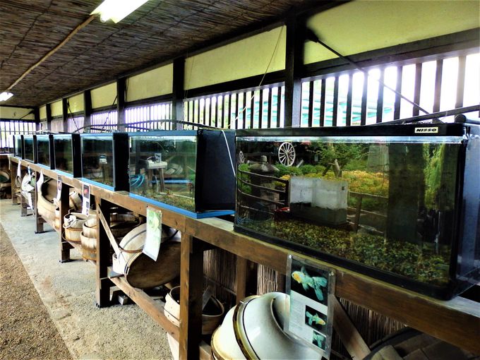 まさに金魚づくし 資料も揃う大和郡山市 郡山金魚資料館 奈良県 トラベルjp 旅行ガイド