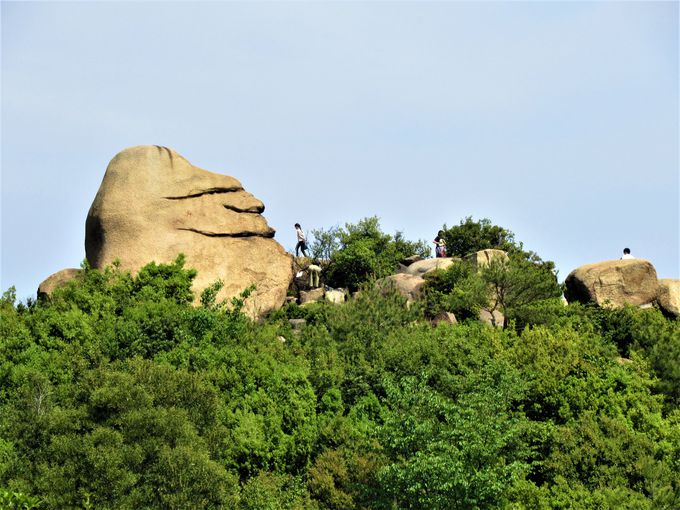 ��̐l�ʊ₪�I�H������ƕs�C���ȁu�j�R�j�R��v