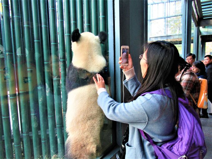 動物も見よう！大熊猫館のパンダや野鳥