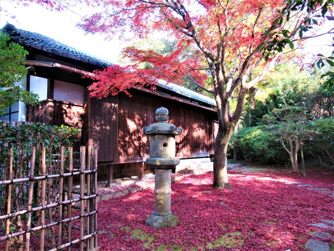 奈良国立博物館「秋の庭園を散策しませんか？」で紅葉や茶室を楽しもう