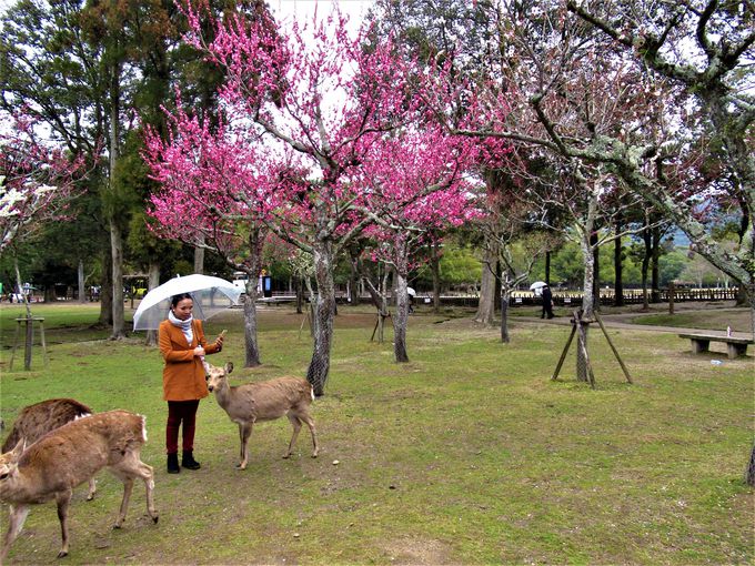 梅林 片岡 【片岡梅林】奈良公園内随一の「梅の名所」では紅白色とりどりの梅が咲き誇る