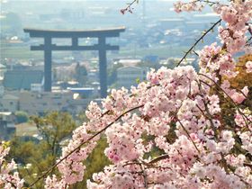 桜の季節に！眺望抜群の奈良県・大神神社「大美和の杜展望台」