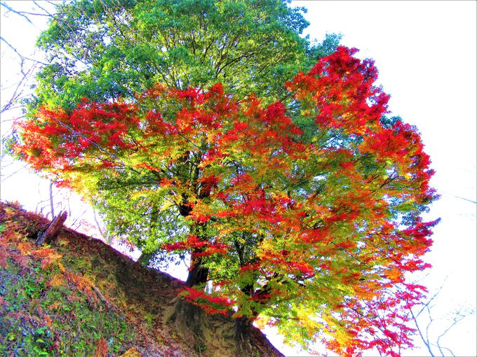 秋も意外に美しい！桜の名所・奈良の吉野山で紅葉狩り