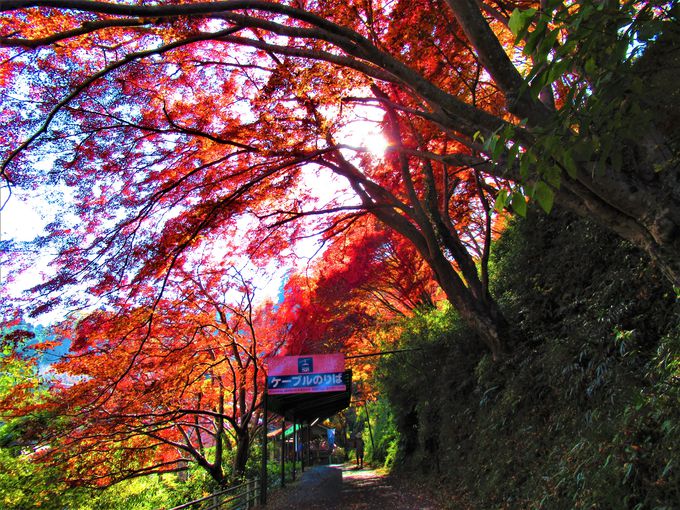 紅葉のトンネルがお出迎え！近鉄線吉野駅周辺