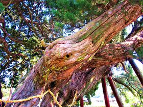 何に見える？圧倒的な存在感を放つ香川県・小豆島の巨樹