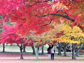 世界遺産をめぐりながら！韓国・慶州をめぐる「秋」の旅