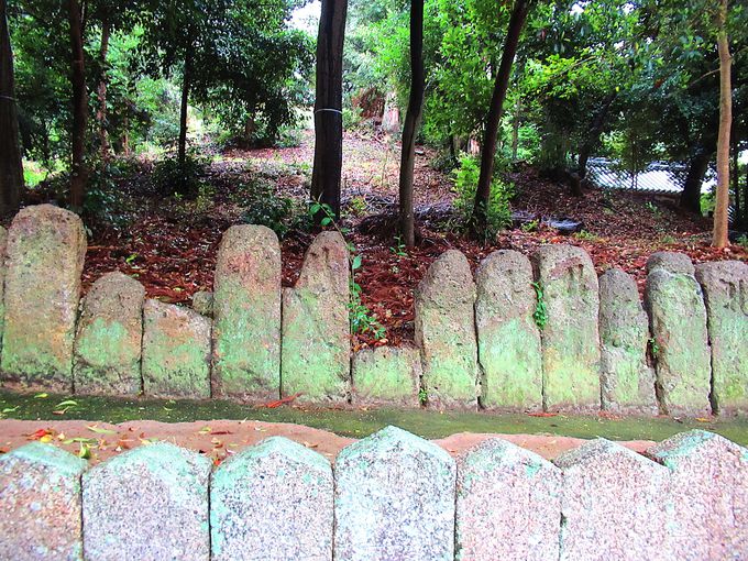 ��_�����Ƃ肩���ތ��E�΂̌Q��